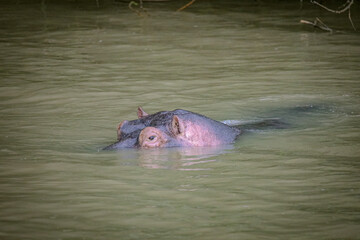 Hippo Safari