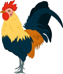 rooster isolated on white