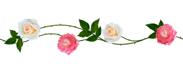 Roses. White. Pink. Seamless pattern. Border. Green. Leaves. Flowers. Floral background. Buds.