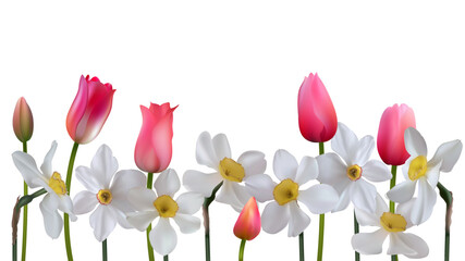 Flowers. Narcissus. Floral background. White. Daffodil. Pink tulips.