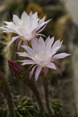 Fototapeta premium close up of a flower