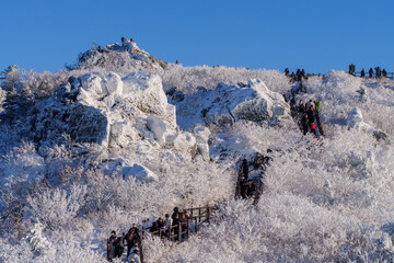 Muju resort Snow flake covered tree at Muju deogyusan ski resort in at deogyusan mountain in muju...