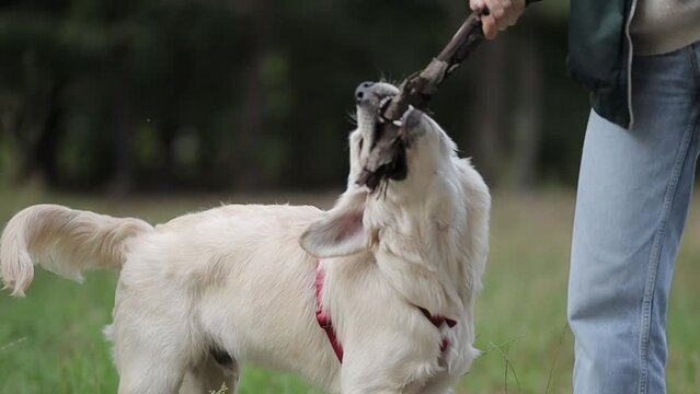 Golden Retriever playing with a stick in the park, close-up shot. A golden retriever gnaws on a stick held by the owner of the dog. The dog has fun and plays with a stick on the street.