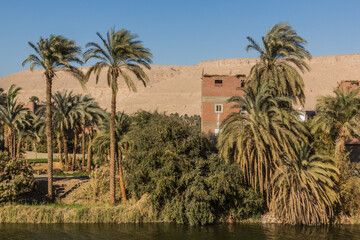 Palms and houses near Sohag, Egypt