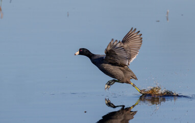 American coot (Fulica americana) taking flight from water, Brazos Bend State Park, Texas, USA.