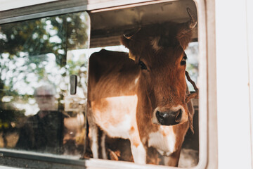 Krowa w samochodzie