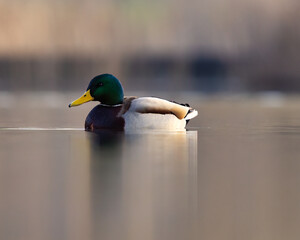 duck on the lake