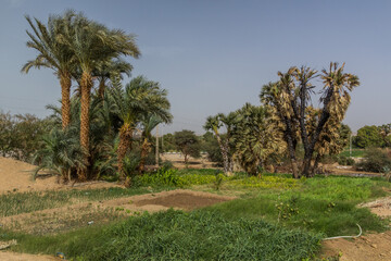 Fototapeta na wymiar Fields by the river Nile near Aswan, Egypt