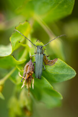 very nice green and longhorn beetle Phytoecia coerulescens with tiny black spots sitting on a green wax plant leaf in the middle of a meadow in the Czech Republic