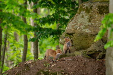Two red fox cub sitting on the top of a burrow near a rock in the middle of a beech forest in the Czech Republic
