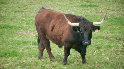 Toros de grandes cuernos en ladera de monte