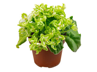 The Emerald Love Violet Is Densely Covered with Green Flowers. Isolated On White Background