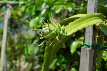 Dragon fruit plant in the garden