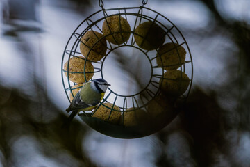 The great tit (Parus major) on a fat ball bird feeder on a winter day