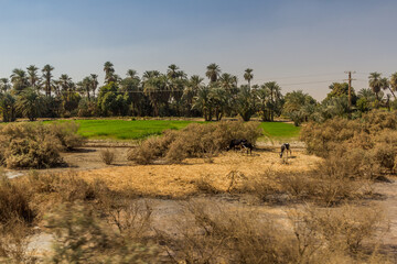 Fields along the river Nile, Egypt