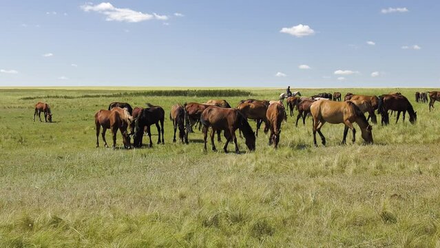Volga region, Orenburg oblast. A herd of horses in a pasture.