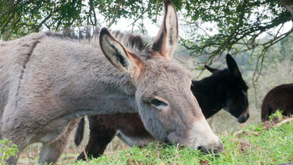Burro gris pastando en monte en Asturias