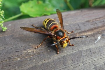 Macro photography of a honey bee perched on wood.