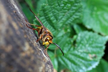 Macro photography of a honey bee perched on wood.