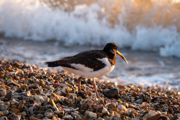 oystercatcher on the beach with the sea in the background - obrazy, fototapety, plakaty