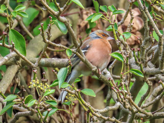 European Chaffinch perched in the hedgerow	