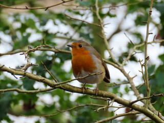 robin perched on a branch with blurred holly leaves in the background