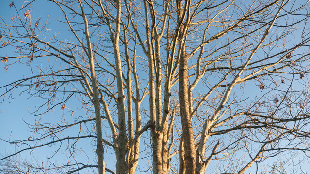 Ramas desnudas de arbol en paisaje rural