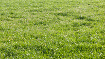 Pradera de hierba verde