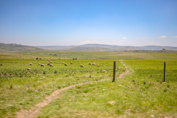 South African Prairie Life