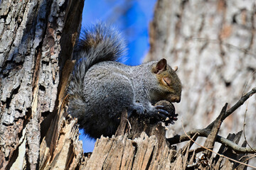 Squirrel eating a nut