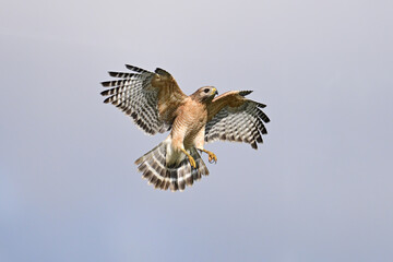 Hawk in Flight