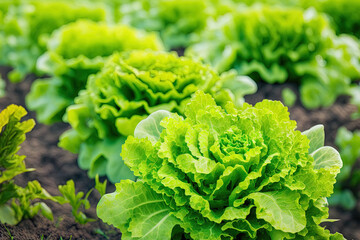 Field vegetable lettuce fresh organic farm. Close up hydroponic vegetable plantation green salad cultivate farm. Green oak lettuce salad in green Farm. Salad farm vegetable green oak lettuce field - obrazy, fototapety, plakaty