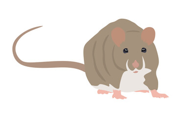 Rat flat illustration. Rat animal isolated on white background. vector illustration