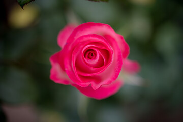Pink red rose buds in the garden over natural background, pink roses in greenhouse