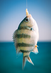 Fish-Sergeant was caught on the fishing-rod on a fishing in the Red Sea, close-up. Abudefduf on a...