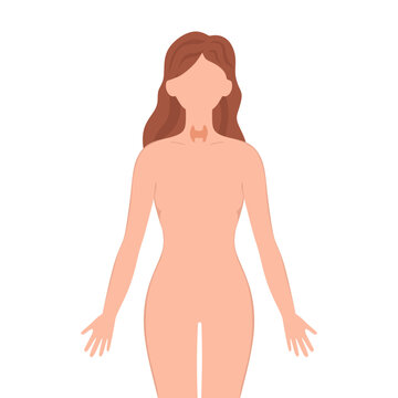 Thyroid gland illustration. Female silhouette with thyroid gland isolated on white background. vector illustration