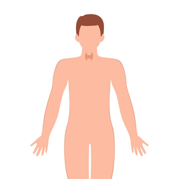 Thyroid gland illustration. Male silhouette with thyroid gland isolated on white background. vector illustration