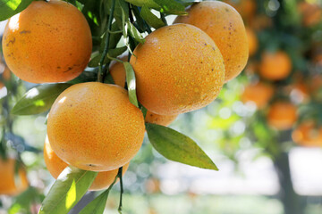 Sunlight, orange trees, orchard, overgrown, yellow orange, citrus