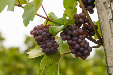 Grapes in vineyard
