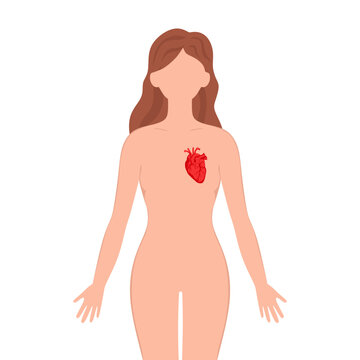 Heart on woman silhouette. Female silhouette with Heart isolated on white background. Anatomy, medicine concept. vector illustration