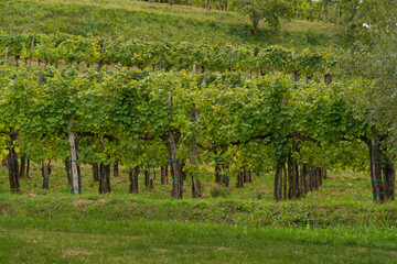 Italian vineyards in the late summer