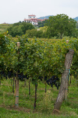 Fototapeta na wymiar Vineyards in Italy and Slovenia late summer