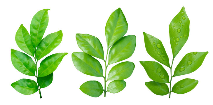 Set of Green leaves branch isolated on transparent background PNG file