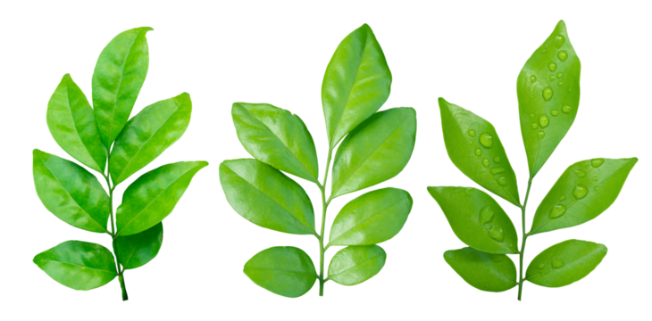 Set of Green leaves branch isolated on transparent background PNG file