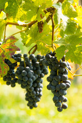 Fototapeta premium Grapes in the summer vineyard