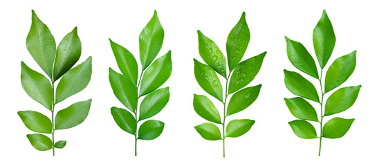 Set of Green leaves branch isolated on transparent background PNG file