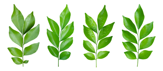 Set of Green leaves branch isolated on transparent background PNG file