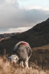 Sheep eating grass, mountainous terrain in the background