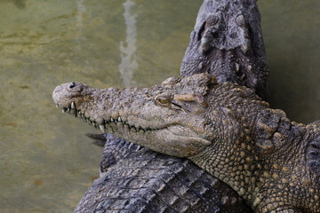 Close up big head crocodile is danger animal wildlife