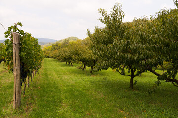 Plakat Italian vineyards in the late summer